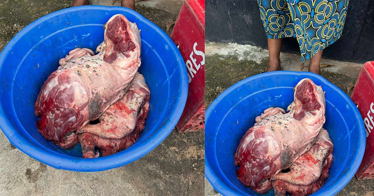 Carne de cão alegando ser de cabrito