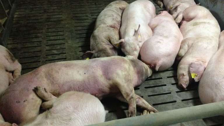 Peste suína: proibida venda de carne de porco no Bengo