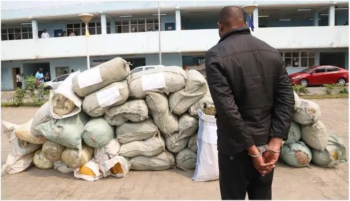 Detido em Luanda cidadão com 1.750 kg de Liamba