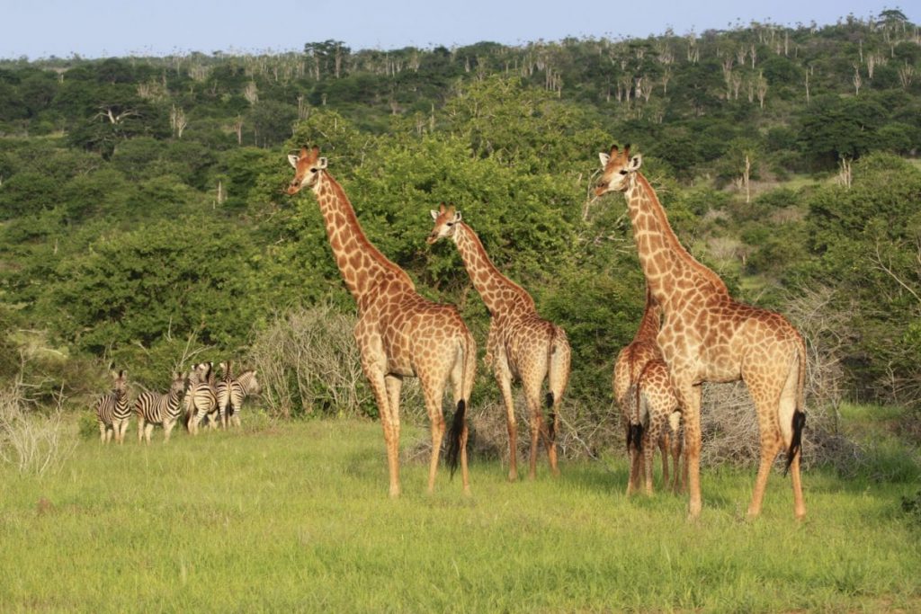 Caça ilegal e o abate indiscriminado de árvores ameaçam a extinção de várias espécies no Parque da Mupa