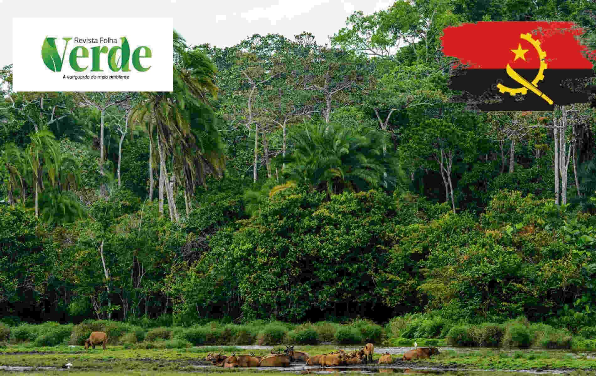 Lançada revista angolana especializada em questões ambientais