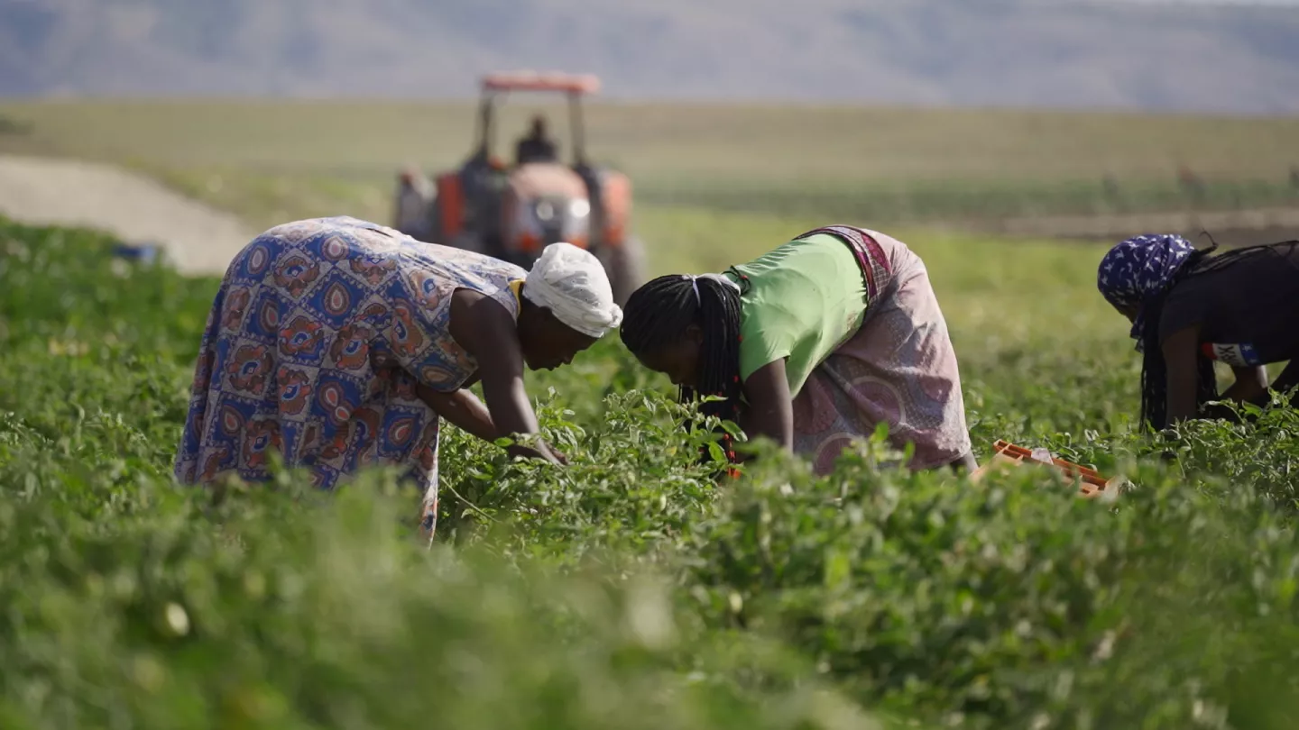 AgroSummit em Angola reforça aposta na produção agrícola nacional