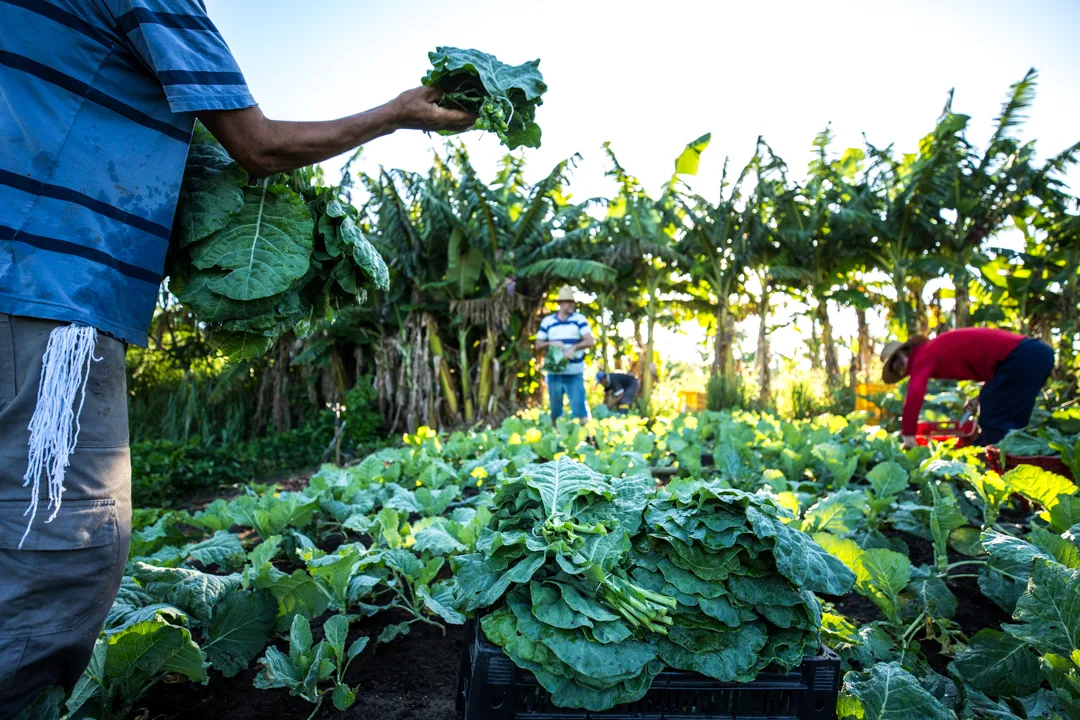 Governo contrai empréstimo de 38,5 milhões USD junto do FIDA para apoiar agricultura familiar