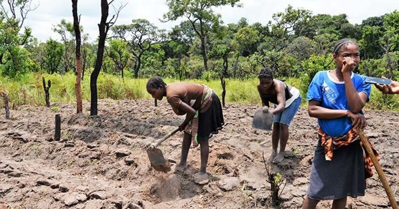 Governo angolano cede terras para grandes investimentos agrícolas estrangeiros.