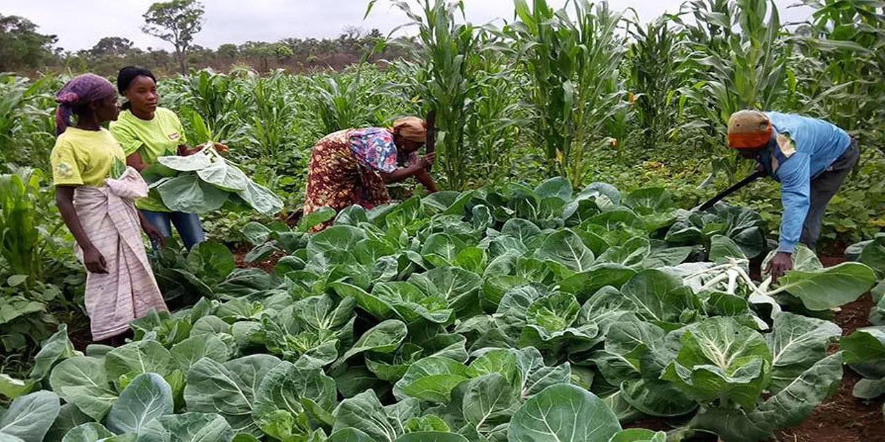 Infra-estruturas agrícolas do Dombe Grande vão ser reabilitadas com financiamento externo.