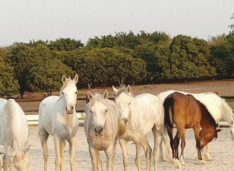 Angola compra 21 cavalos à Namíbia para jogos da juventude em endurance