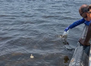 Ambientalista defende reforço da fiscalização após detecção de fezes na Baía de Luanda